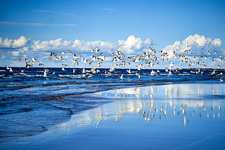 The Bird Invasion Of A California Town That May Have Inspired An Alfred Hitchcock Film