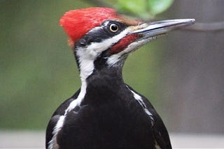 Black bird with a bright red crown and a white racing strip, with a powerful long beak. The Pileated Woodpecker looks a lot like the dinosaur it is, actually.