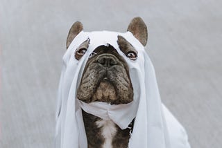 white sheet over small dog’s head with cut out holes for eyes and ears