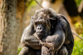 A gorilla sits with its legs drawn up to its chest and its arms resting on its knees.