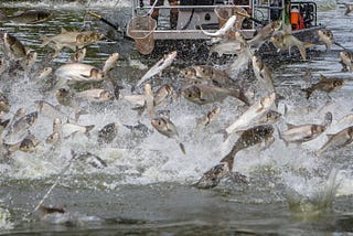 A Huge Underwater Electric Fence Is the Great Lakes’ Big Hope Against a Carp Invasion