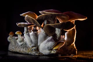 The Case for Psychedelics for Depression Is Getting Stronger