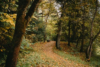 Color photo of a path through heavily forested woods.