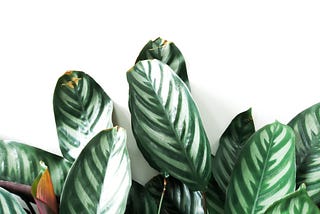 Doom and Bloom: The Growing Millennial Obsession with Houseplants