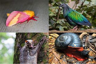 Four unique animals on a grid — a pink and orange moth, a brightly colored bird, a red and black snail, and a strange bat