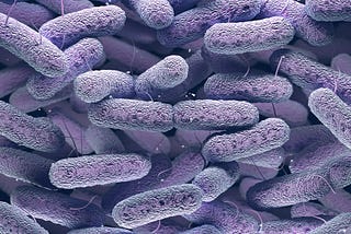 A super close up of Enterobacteriaceae bacteria.