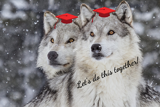 A close up of two gorgeous grey and white wolves with copper coloured eyes in a snow storm wearing red graduation caps