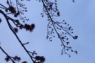 Buds upon the branches of a new tree, the clear sky is a soft blue in the background