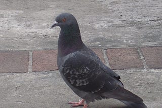 Pigeon: An anecdote