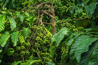 Robusta coffee berries, a month before harvest.