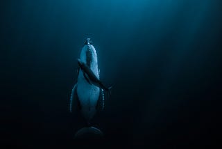 A humpback whale and her two month old baby swim underwater