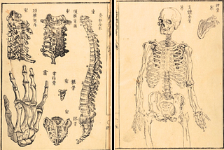 Illustrations of human bones from Kaitai Shinsho.