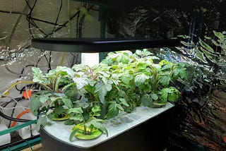 An AeroGarden of herbs.