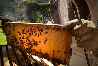 Ticking mite bomb: Inside the civil war between the Peninsula’s beekeepers