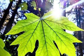 Single large green leaf illuminated by the sun. The Bigleaf Maple (Acer macrophyllum), also known as the Oregon maple, is a deciduous, long-lived tree native to the Pacific Northwest.
