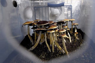 Psilocybin Is Headed for the Mainstream — It’s Bringing the Problems of Big Pharma With It