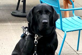 picture of a black lab guide dog sitting by a blue chair
