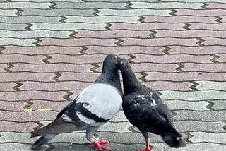 The First Time I Saw Pigeons Kiss