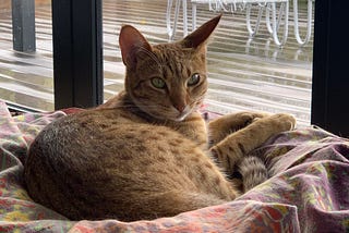 Our Ocicat Maisie relaxing after a hard day playing Photo: Author’s own