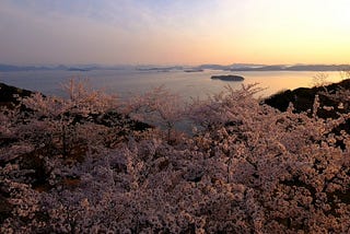 Located in Kojima, Ojigatake is one of Okayama Prefecture’s top spots for cherry blossoms. The contrast between the backdrop of the Seto Inland Sea and the pink of the cherry blossoms is truly unforgettable.