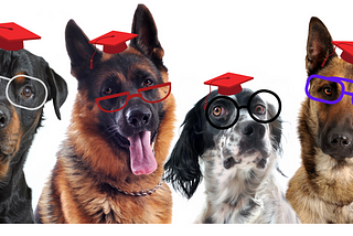 A portrait of four big dogs looking into the camera with different expressions and all wearing red graduation caps and reading glasses