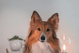 A sheltie sits in a chair in front of a table. | Photo courtesy: Ryan Klaus, Pexels