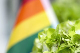 A rainbow Pride flag and green hydrangeas | © pockett dessert