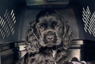 Black cocker spaniel puppy in travel carrier