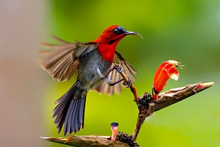 The Surprise Visitor: A Crimson Sunbird Story