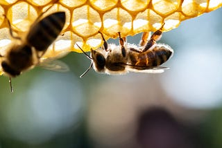Bee-Friendly Companies Are Getting the Science of the Crisis Completely Wrong