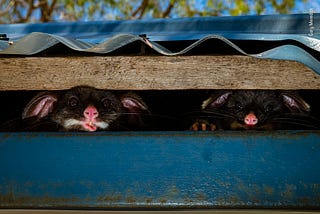 Two possums peek from under a metal roof with cute, almost-cartoon like expressions of curiosity on their faces