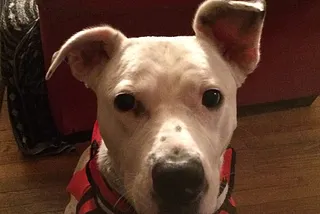 What Dogs Can Teach Us About Joy