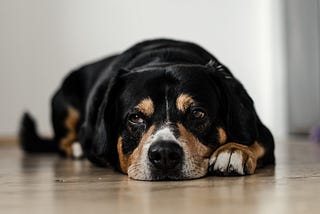 A dog lying on the ground