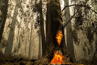 A redwood forest filled with smoke. The tree closest to the camera is on fire at its base.