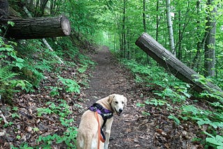 A large, golden dog turning around to smile at the camera while it is standing on a path in the woods.