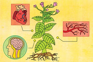 Here’s How Nicotine Affects Your Brain