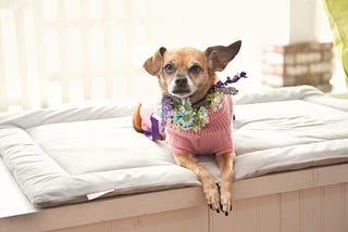 Why Are Chihuahuas Filling Up Bay Area Shelters?