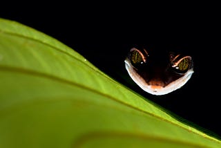 A gecko “smiles” in the darkness behind a bright green leaf, his eyes sparkling with a mischievous air