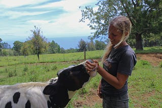 How Hawai’i Found Sanctuary for Hundreds of Cows