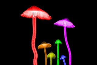 bright coloured x rays of mushrooms