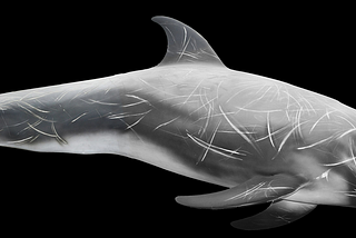 Pelorus Jack, The Heroic Dolphin That Was The World’s First Legally Protected Sea Animal