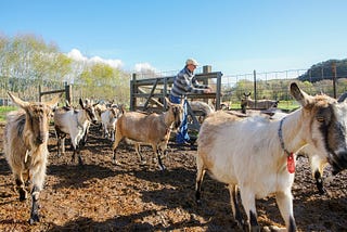 Sharing the kids: How Harley Farms became California’s most popular goat farm