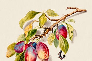 Vintage artwork of a tree branch with plump plums and caterpillars crawling on its leaves