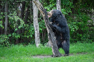 Sloth Bear at the Daroji Bear Sanctuar