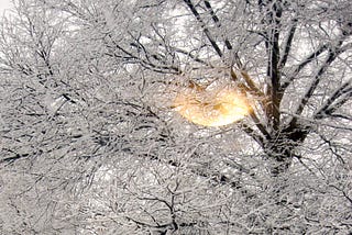winter white, tree of life covered in snow | nature photography | © pockett dessert, snowfall