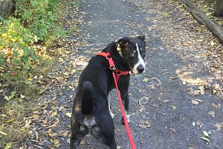 Picture of a black dog wearing a red harness on a dirt path looking back at owner. Dog seems to be asking, “are you coming?”