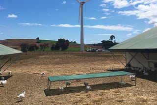 At This Australian Farm, Chickens Dance on Trampolines (and Taste French)