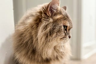 Muffin, Cat in Crisis