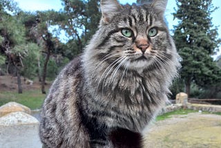 A Journal Of All The Cats I Met in Istanbul