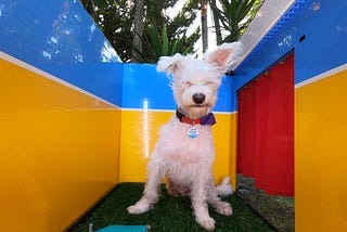 A cute squinting white dog sits near a foot pedal inside a colorful “photo booth” with an open air top and trees behind them